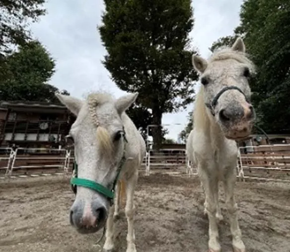 「ポニーウェディングフォト」参加者募集~ポニーと一緒に撮影できるウェディングフォトを1組限定でプレゼント~