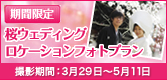 桜ウェディング　ロケーションフォトプラン