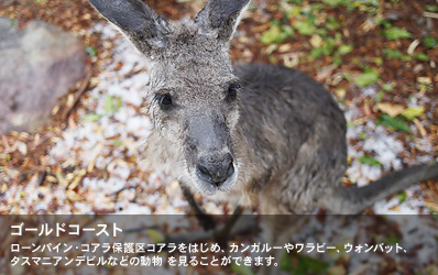 ローンパイン・コアラ保護区コアラをはじめ、カンガルーやワラビー、ウォンバット、タスマニアンデビルなどの動物 を見ることができます。