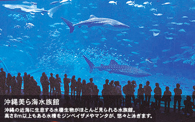 沖縄の近海に生息する水棲生物がほとんど見られる水族館。高さ8m以上もある水槽をジンベイザメやマンタが、悠々と泳ぎます。