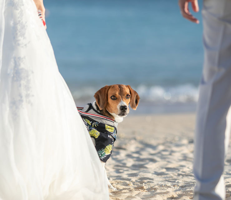 写真:ペットと一緒に結婚式と新婚旅行！リングドッグや愛犬フォトが叶う沖縄『With Dog婚』