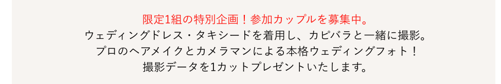 限定1組の特別企画！参加カップルを募集中。ウェディングドレス・タキシードを着用し、カピバラと一緒に撮影。プロのヘアメイクとカメラマンによる本格ウェディングフォト！撮影データを1カットプレゼントいたします。