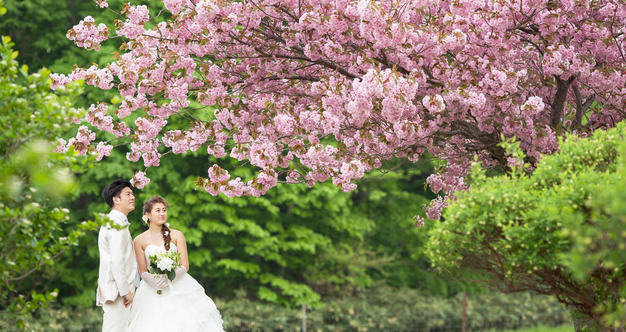 写真:【春】桜や白樺のグリーン