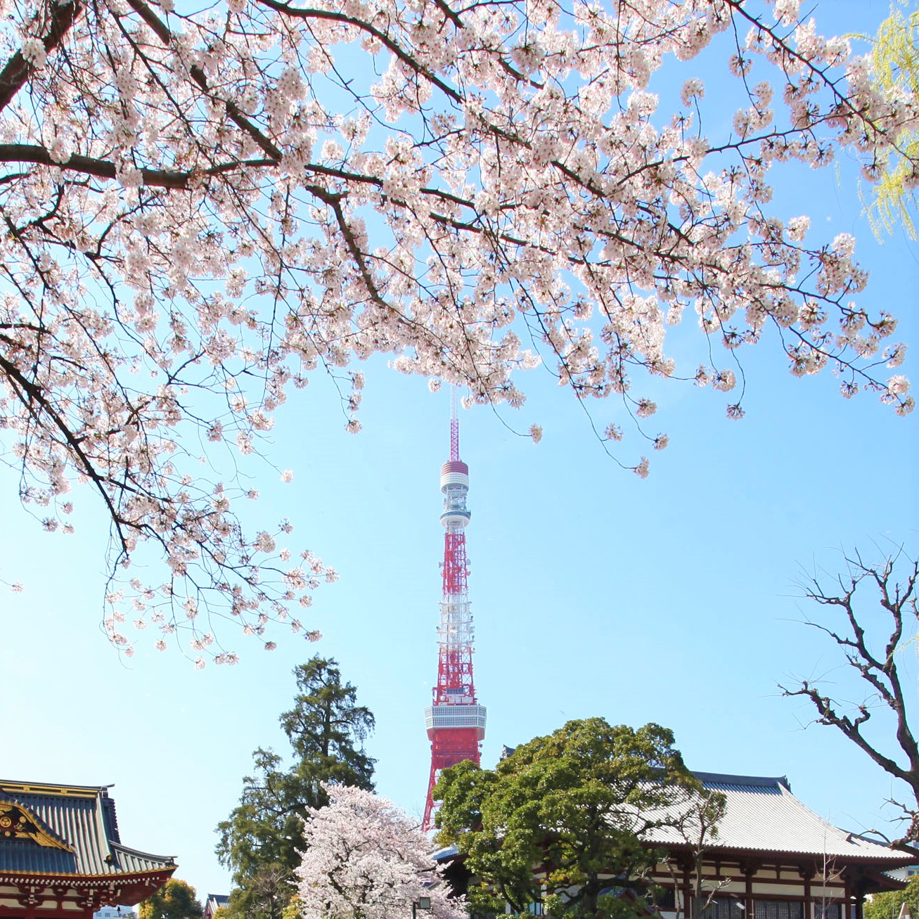 芝公園から見える桜の様子