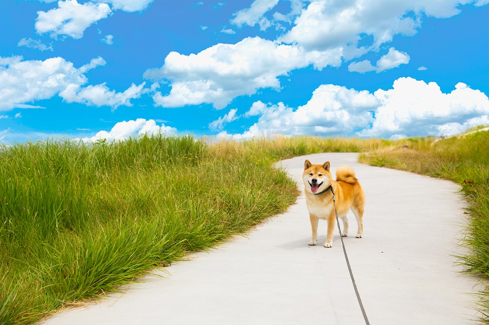 Instagramフォロワー数国内5位！世界一有名な柴犬と撮影！
「ウェディングフォトwith 柴犬まる」参加カップル募集
～ワタベウェディング新宿フォトスタジオで4月25日（火）開催～