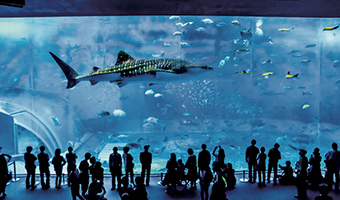 写真:美ら海水族館