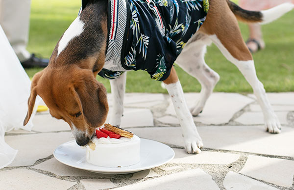 愛犬用ウェディングケーキ