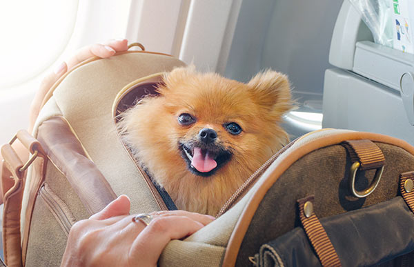愛犬と旅行