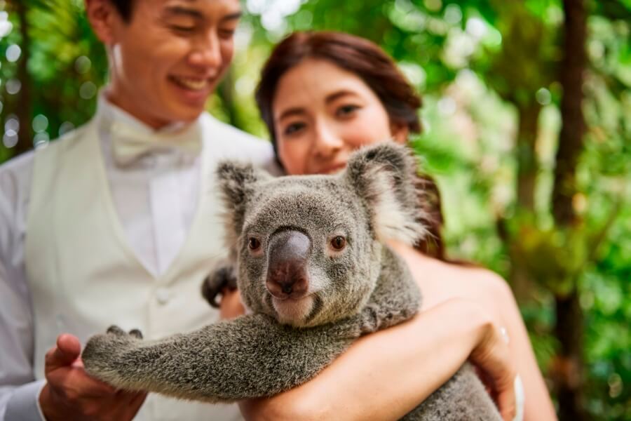 写真:キュランダ＆コアラフォトプラン