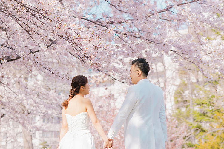 フォトウェディング桜1