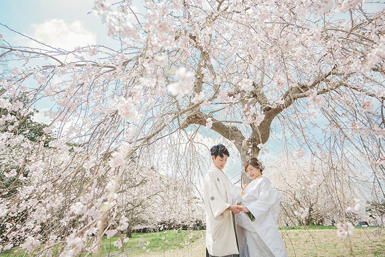フォトウェディング桜2