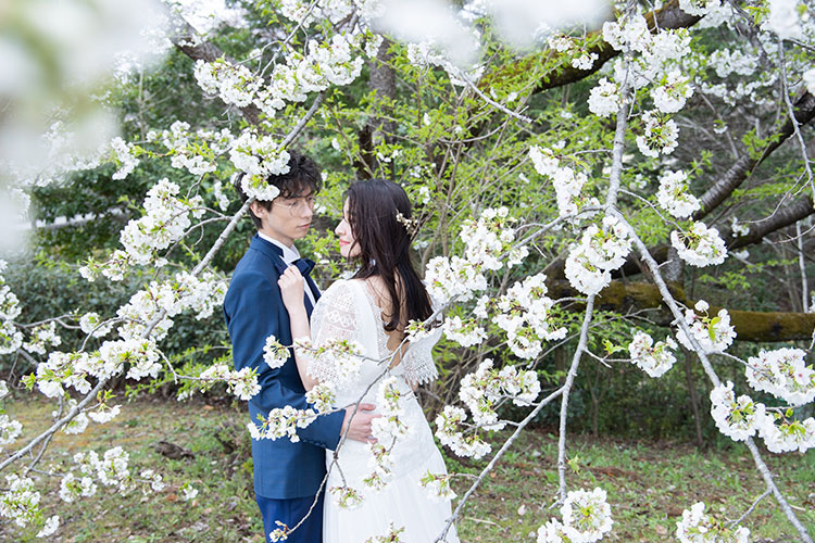 フォトウェディング桜3