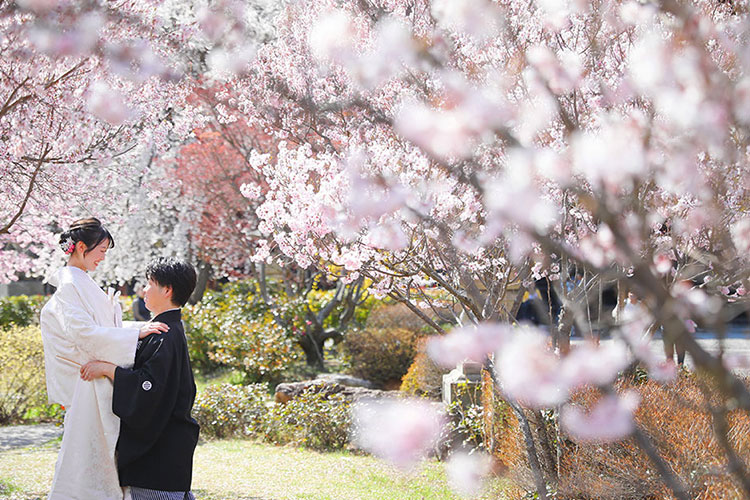 フォトウェディング桜10