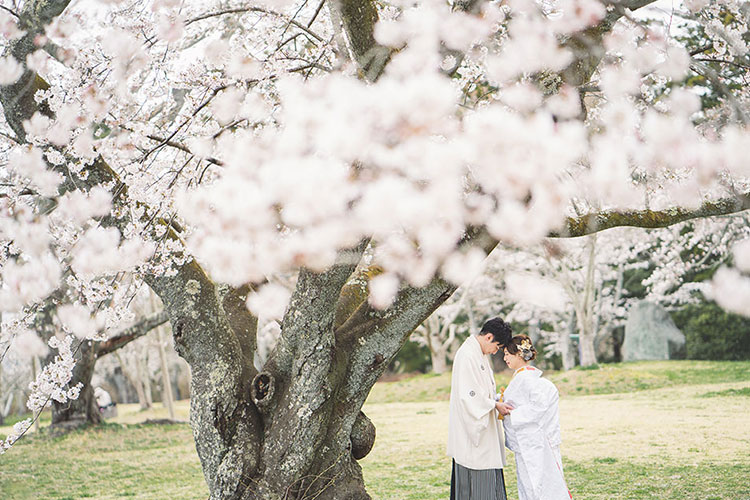 フォトウェディング桜11