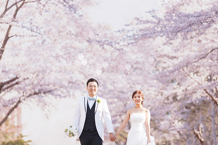 フォトウェディング桜15