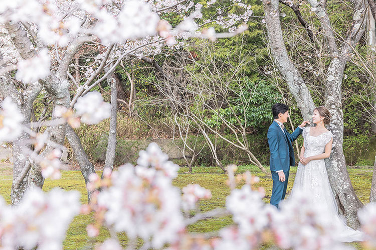 フォトウェディング桜16
