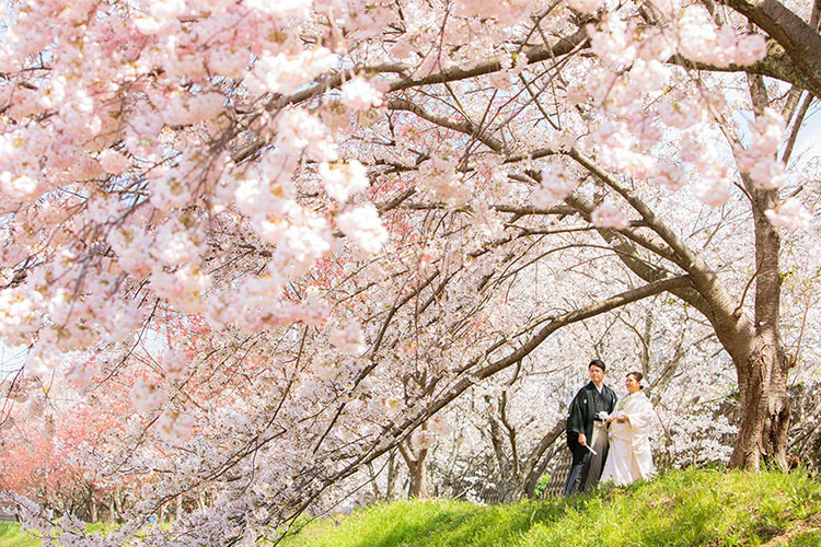 フォトウェディング桜17