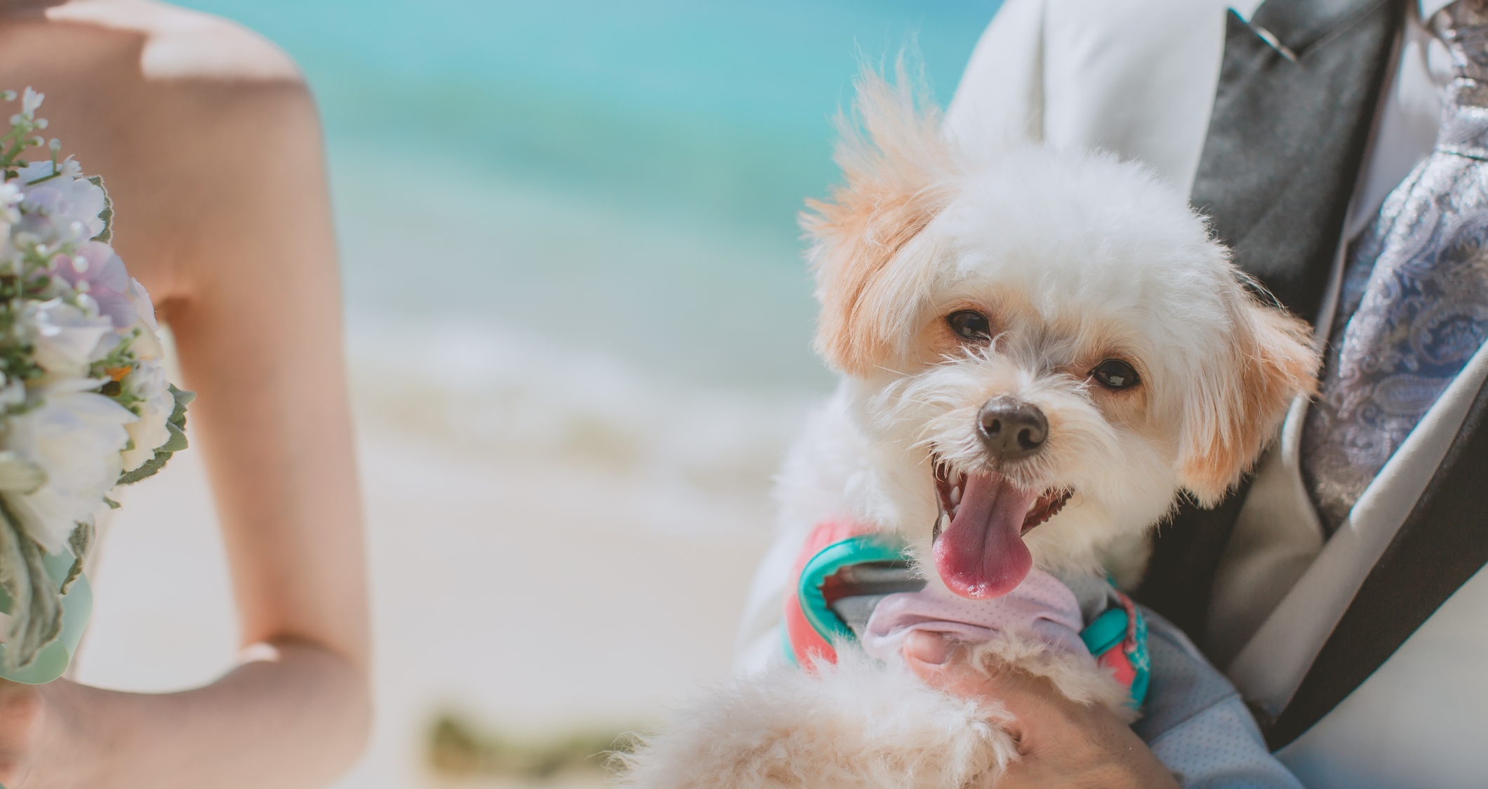 写真:ビーチでペットと一緒に撮影を
