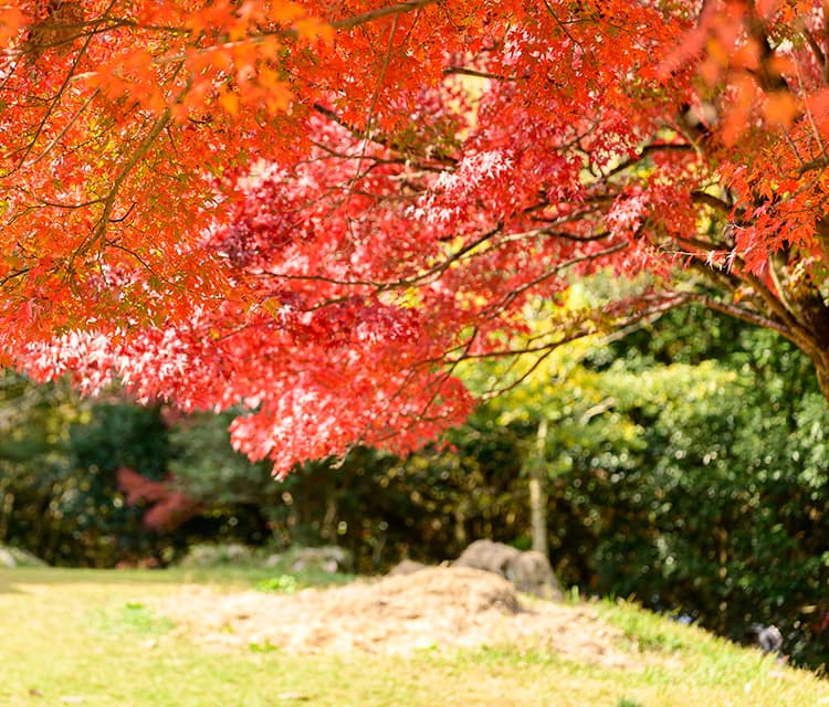 立田自然公園フォト 基本プラン