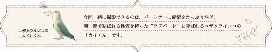 今回一緒に撮影できるのは、パートナーに愛情をたっぷり注ぎ、深い絆で結ばれる性質を持った“ラブバード”と呼ばれるコザクラインコの「カイくん」です。