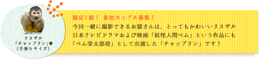 リスザル  「チャップリン」 （手乗りサイズ）限定1組！ 参加カップル募集！今回一緒に撮影できるお猿さんは、とってもかわいいリスザル♥ 日本テレビドラマおよび映画「妖怪人間ベム」という作品にも
「ベム栄太郎役」として出演した「チャップリン」です！  