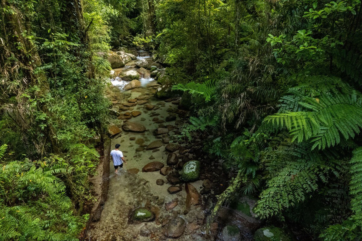 シダの茂る熱帯雨林の中を流れる川と、川辺を歩く人